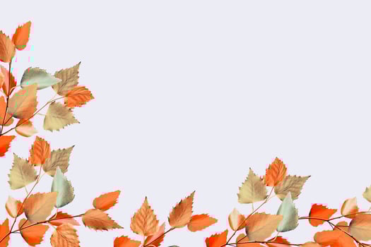 autumn leaves isolated on white background. photo