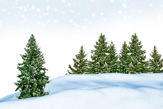 forest in the frost. Winter landscape. Snow covered trees. photo