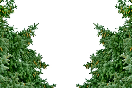 Snow covered trees. fir branch isolated on white background. photo