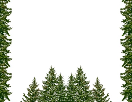 Snow covered trees. fir branch isolated on white background. photo