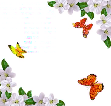 Beautiful delicate flowers of apple blossom isolated on white background. photo