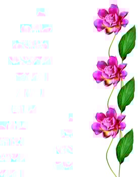peony flowers isolated on white background photo
