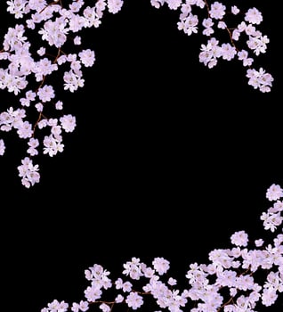 Beautiful delicate white flowers of apple blossom isolated on black background. branch photo