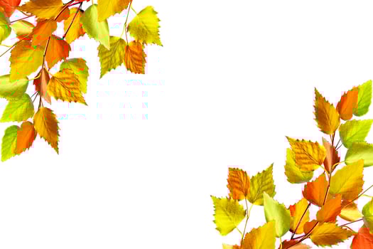 abstract background of autumn leaves photo