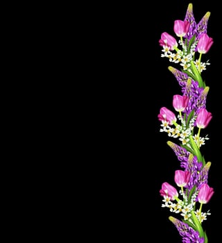 Blue lupines beautiful flowers on a black background photo