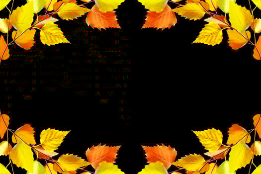 autumn leaves isolated on black background. photo