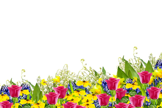 Beautiful flowers isolated on white background. Floral background. photo