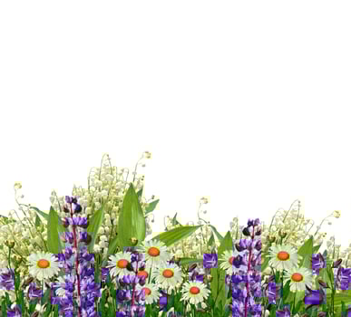 daisies summer  flower isolated on white background. photo