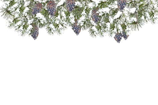 Snow covered trees. fir branch isolated on white background. photo