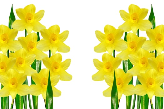 spring flowers narcissus isolated on white background photo