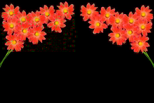 Bouquet of flowers dahlias. Flowers isolated on black background. photo