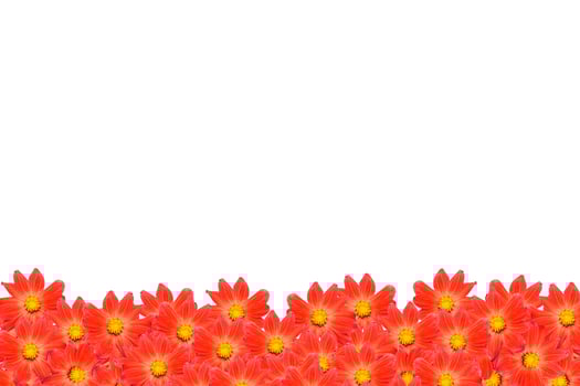 Bouquet of flowers dahlias. Flowers isolated on white background. photo