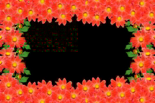 Bouquet of flowers dahlias. Flowers isolated on black background. photo