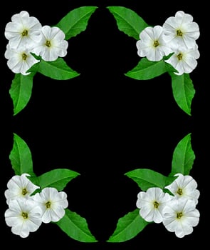 petunia flowers isolated on black background photo