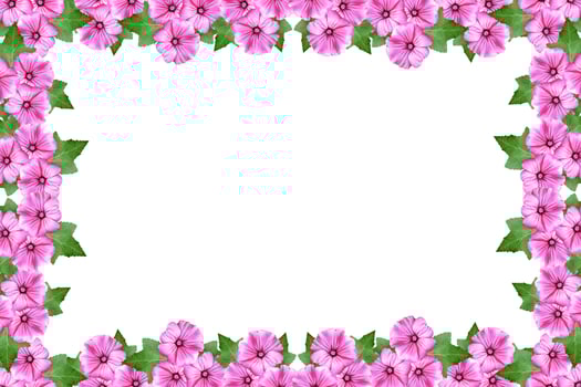 lavatera flowers isolated on white background. bright flower photo