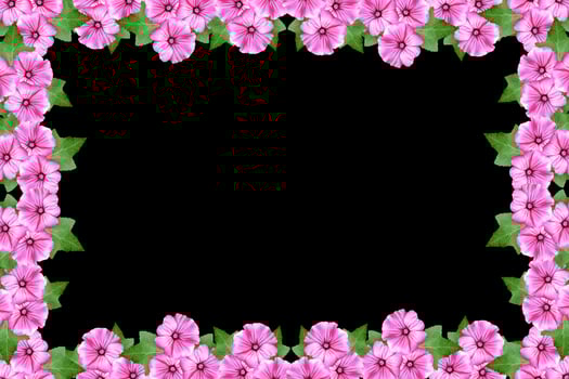 petunia flowers isolated on black background. bright flower photo
