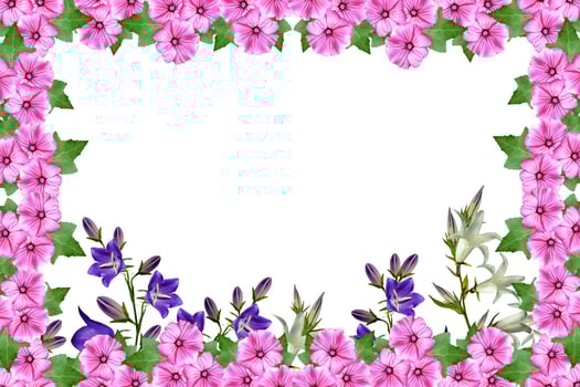 petunia flowers isolated on white background. bright flower photo