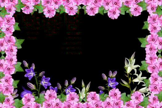 petunia flowers isolated on black background. bright flower photo
