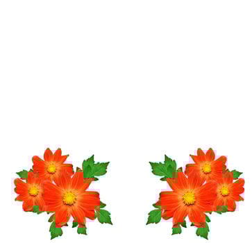 Flowers dahlias isolated on white background. photo