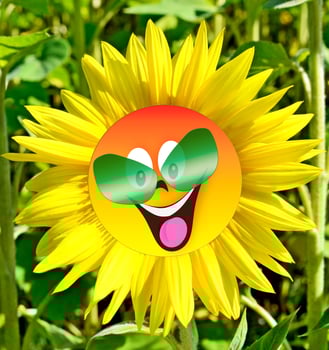 Beautiful sunflower field in summer. yellow flowers photo