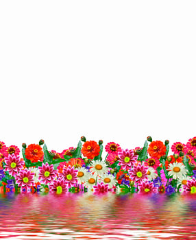 Zinnia flowers, chamomile, bluebells, campanula photo