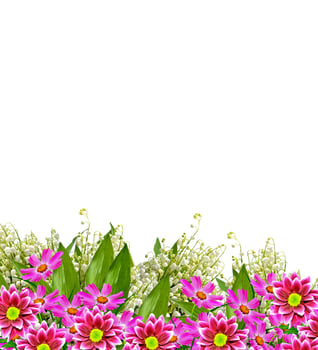 Cosmos flowers isolated on white background. photo