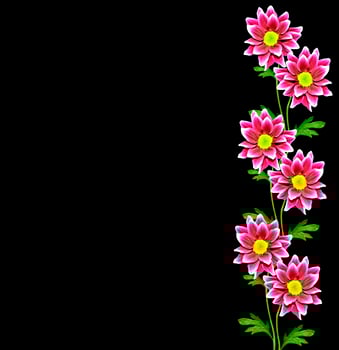 Autumn beautiful colorful chrysanthemum flowers isolated on black background photo