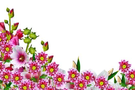 mallow flowers isolated on white background.  lily photo