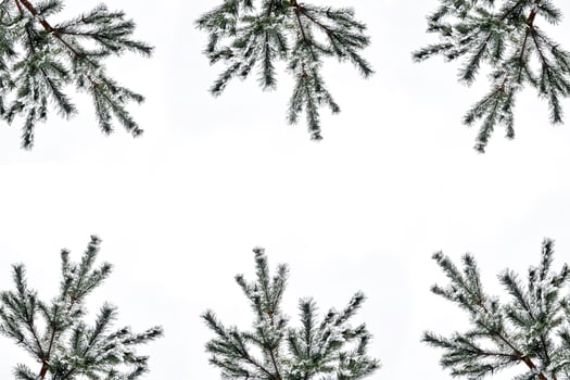 The branches of the snow covered tree Christmas tree photo