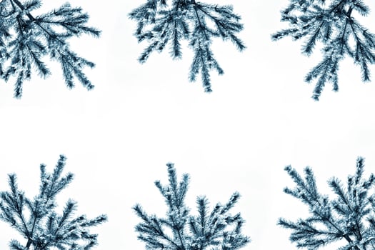 The branches of the snow covered tree Christmas tree photo