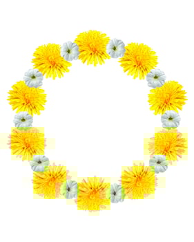 dandelion flowers isolated on white background photo
