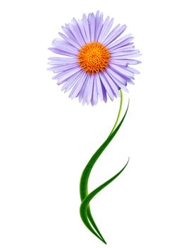 daisies summer white flower isolated on white background photo