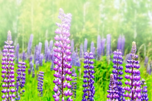 Summer landscape with beautiful bright lupine flowers photo