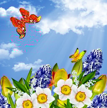 Flowers tulips on a background of blue sky with clouds. photo