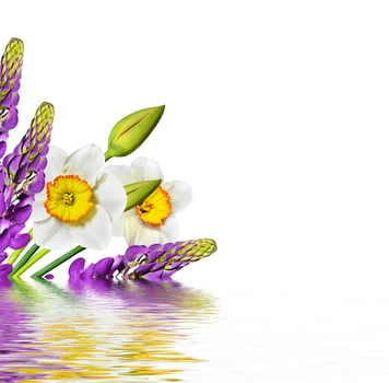 spring flowers narcissus isolated on white background photo