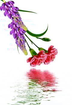 Bouquet of flowers carnation. Flowers isolated on white background. photo