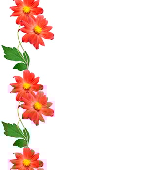 Flowers isolated on white background. photo