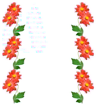 Flowers isolated on white background. photo