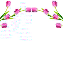 spring flowers tulips isolated on white background. photo