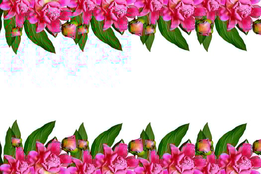 peony flowers isolated on white background. photo