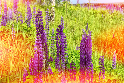 Summer landscape with beautiful bright lupine flowers photo