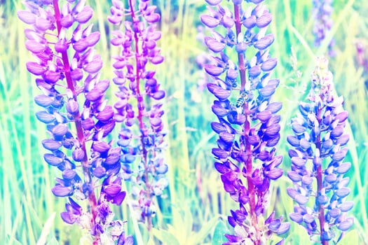 Summer landscape with beautiful bright lupine flowers photo