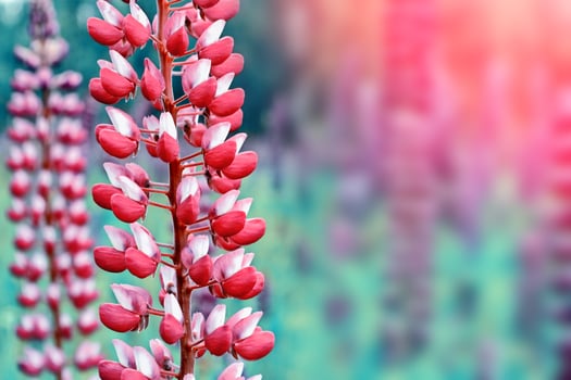 Summer landscape with beautiful bright lupine flowers photo