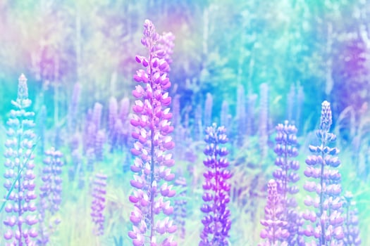 Summer landscape with beautiful bright lupine flowers photo