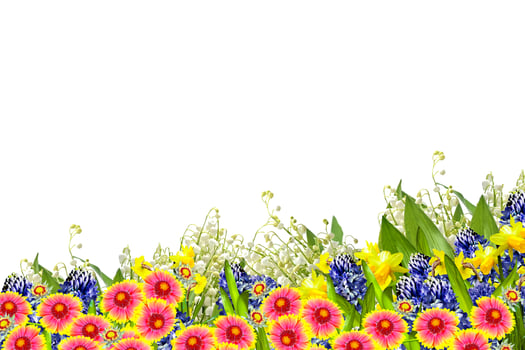 Beautiful flowers isolated on white background. Floral background. photo
