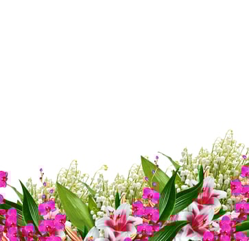 Orchid flower isolated on white background photo