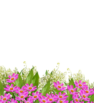 Cosmos flowers isolated on white background. photo