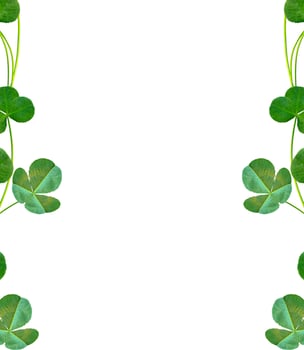 leaf clover on white background photo
