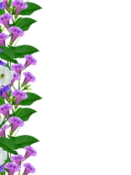 bell flower isolated on white background photo