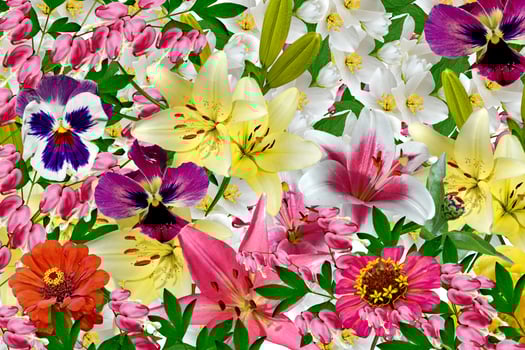 Floral background of colorful flowers. colorful flowers. photo